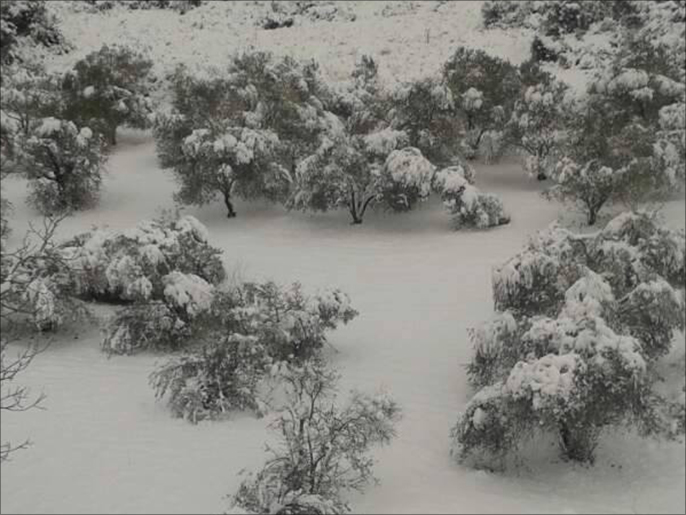 ‪كثافة الثلوج كسرت أغصان أشجار الزيتون‬ (الجزيرة نت)