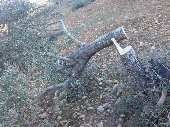 ‪أشجار زيتون قطعها المستوطنون في وقت سابق جنوب نابلس‬ (الجزيرة نت)