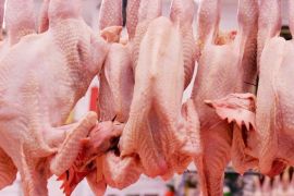 Chickens are seen on sale in a butcher shop in London, Britain 28 November 2014. The Food Standards Agency (FSA) has announced than 70% of fresh chickens being sold in Britain's supermarkets are contaminated with the Campylobacter bug.
