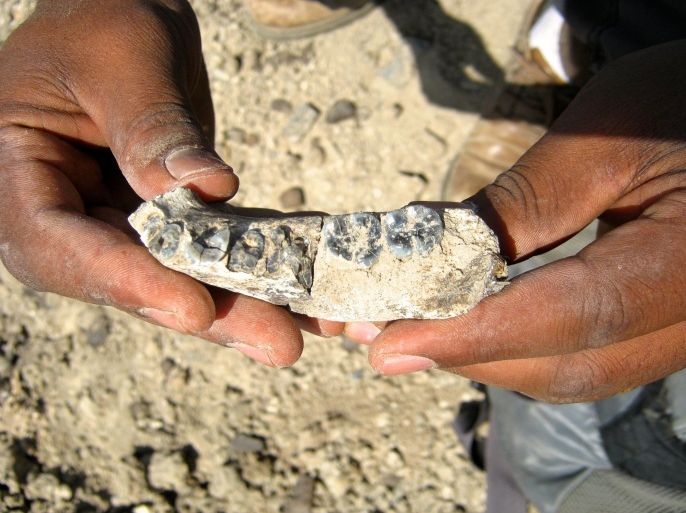 A jawbone fossil, steps from where it was sighted by Chalachew Seyoum, an ASU graduate student from Ethiopia, is pictured in Afar Regional State, Ethiopia in this undated handout photo courtesy of Arizona State University/Kaye Reed. Scientists said on March 4, 2015 the fossil represents the oldest known representative of the human genus Homo and appears to be a previously unknown species from the human lineage's earliest phases. REUTERS/Arizona State University/Kaye Reed/Handout via Reuters (ETHIOPIA - Tags: SCIENCE TECHNOLOGY ENVIRONMENT) ATTENTION EDITORS - NO SALES. NO ARCHIVES. FOR EDITORIAL USE ONLY. NOT FOR SALE FOR MARKETING OR ADVERTISING CAMPAIGNS. THIS IMAGE HAS BEEN SUPPLIED BY A THIRD PARTY. IT IS DISTRIBUTED, EXACTLY AS RECEIVED BY REUTERS, AS A SERVICE TO CLIENTS