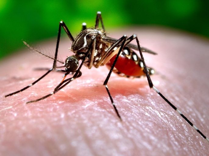 This 2006 photo made available by the Centers for Disease Control and Prevention shows a female Aedes aegypti mosquito acquiring a blood meal from a human host at the Centers for Disease Control in Atlanta. The Chikungunya virus, spread by mosquitoes such as this and the Aedes albopictus species, causes fever and agonizing joint pain that can last for months. (AP Photo/Centers for Disease Control and Prevention, James Gathany)