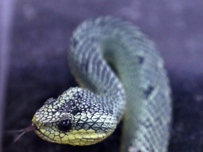 ADVANCE FOR SUNDAY APRIL 5, 2015 -This photo taken Feb. 4, 2015, shows a Sedge Viper which does not have any anti-venom at the Dallas Zoo in Dallas. When an area man was bitten by an African bush viper, the Dallas Zoo was ready to strike. Along with one of the country’s most impressive collections of venomous snakes, the zoo also has one of the largest supplies of anti-venom. (AP Photo/The Dallas Morning News, Nathan Hunsinger)