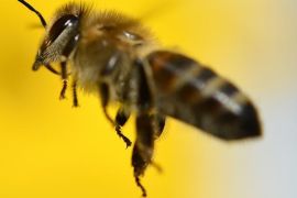 كيف تتعامل مع لدغات النحل والدبابير الخطرة؟ بكتشر ايليانس