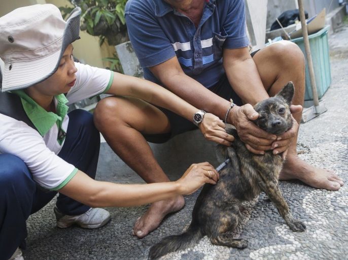 An Indonesian health officer vaccinates a dog in Denpasar, Bali, Indonesia, 17 April 2015. The thousands of stray dogs on Bali's resort island of Indonesia have become a threat to the local tourism industry, especially since rabies arrived in 2008, but measures to cull them have sparked debate. A three-month vaccination drive will be launched in April, the sixth since the 2008 outbreak, with the aim of inoculating as close as possible to all of the island's dogs. Bali Governor Made Mangku Pastika urged residents to help out across the island, saying rabies was increasing and the government was running out of money to treat bitten humans, local media reported.