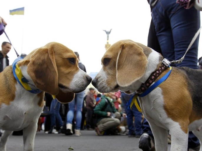 Two puppies wearing blue and yellow ribons, Ukraine's national flag colors, smell each-other during a dogs reunion at the Independence Square in Kiev, Ukraine, 15 March 2014. The USA and European Union have threatened sanctions against Moscow over the military standoff in the strategic Crimean peninsula, and are urging Russia to pull back its forces in the region and allow in international observers and human rights monitors. Crimea, which has a majority ethnic Russian population, is strategically important to Russia as the home port of its Black Sea Fleet. A referendum in Crimea to decide whether the region will stay with Ukraine or become part of Russia that will take place 16 March was called illegitimate by Ukraine's administration.