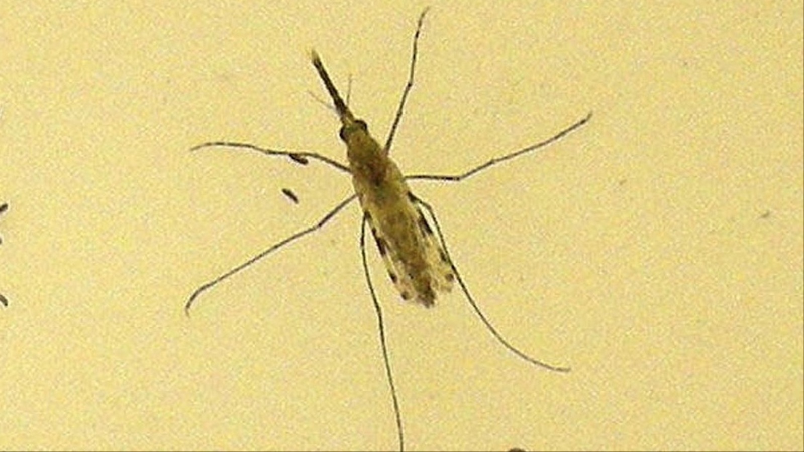 بعوضة أنوفوليس التي تنقل الملاريا (رويترز)
