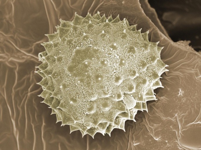 Pollen of common Ragweed, Ambrosia artemisiifolia on the anther surface, Ragweed is a major cause of allergies, 4500x based on a 100 by 125 mm print