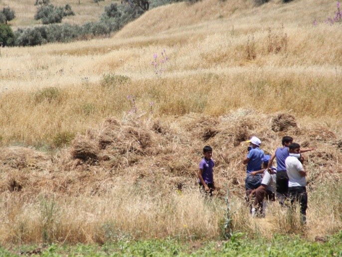 ‪)‬ مزارعون فلسطينيون يجمعون محاصيل في نابلس (
