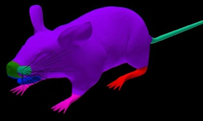 فأرة تجارب افتراضية تغني العلماء عن الفئران الحقيقية