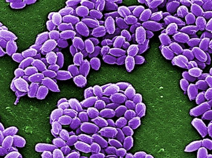 Spores from the Sterne strain of anthrax bacteria (Bacillus anthracis) are pictured in this handout scanning electron micrograph (SEM) obtained by Reuters May 28, 2015. A U.S. military base in Utah sent live anthrax samples to 51 labs in 17 states, Washington, D.C. and three foreign nations, more than previously disclosed, the Pentagon said on June 3, 2015 as officials worked to determine the scope of the problem. REUTERS/Center for Disease Control/Handout via Reuters THIS IMAGE HAS BEEN SUPPLIED BY A THIRD PARTY. IT IS DISTRIBUTED, EXACTLY AS RECEIVED BY REUTERS, AS A SERVICE TO CLIENTS. FOR EDITORIAL USE ONLY. NOT FOR SALE FOR MARKETING OR ADVERTISING CAMPAIGNS