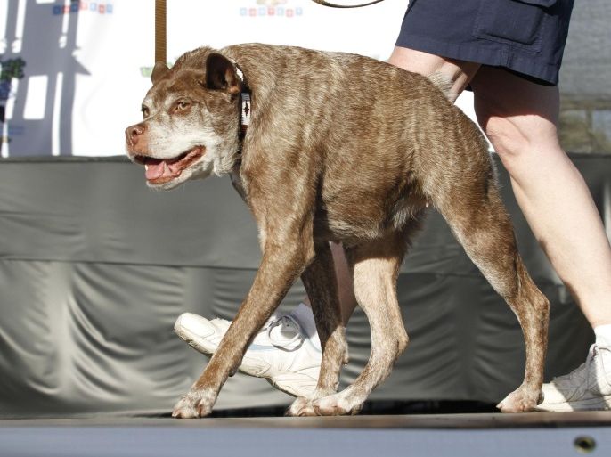 FILE. In this Friday, June 20, 2014 file photo, Quasi Modo, an eight-year-old mixed breed from Florida, walks across the stage during the World's Ugliest Dog Contest, at the Sonoma-Marin Fair in Petaluma, Calif. The World's Ugliest Dog will be chosen at the Sonoma-Marin Fair Friday. For 25 years, the contest has been a testament that all dogs do not have to meet AKC pedigree standards to be man’s (or woman’s) best friend. (AP Photo/George Nikitin)