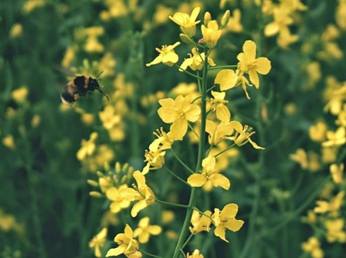 Bumblebee Flying Towards Yellow Flowering Plant