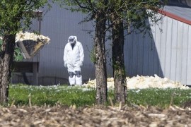 In this May 12, 2015 photo, dead chickens are collected for burial at Rose Acre Farms near Winterset, Iowa. Rose Acre Farms is depopulating its Winterset egg-laying operation after the avian influenza virus was discovered two weeks ago. Agriculture economists say the bird flu could cost the Iowa economy more than $600 million and Minnesota over $300 million as the virus continues to spread to new barns. The estimates include sales losses to feed suppliers, trucking companies, and processing plants. (Rodney White/The Des Moines Register via AP) MAGS OUT, TV OUT, NO SALES, MANDATORY CREDIT
