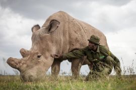 OL PEJETA CONSERVANCY, Kenya - Mohammed Doyo, head caretaker, spends time with Fatu, a northern white rhino female. With just five northern white rhinos left on earth - three of them here in Kenya - conservationists are searching for a scientific breakthrough that could save a population that is already effectively extinct. (Nichole Sobecki for The Washington Post via Getty Images)