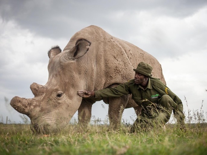 OL PEJETA CONSERVANCY, Kenya - Mohammed Doyo, head caretaker, spends time with Fatu, a northern white rhino female. With just five northern white rhinos left on earth - three of them here in Kenya - conservationists are searching for a scientific breakthrough that could save a population that is already effectively extinct. (Nichole Sobecki for The Washington Post via Getty Images)