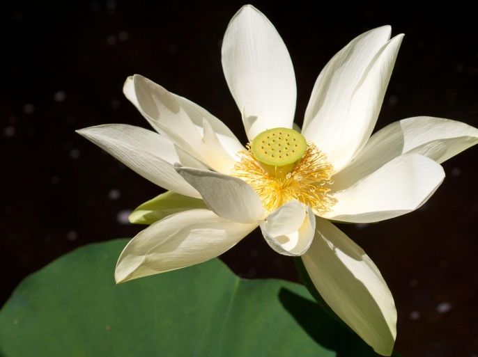 Close up of white flower with yellow center and stamens blooming over water with lily pad