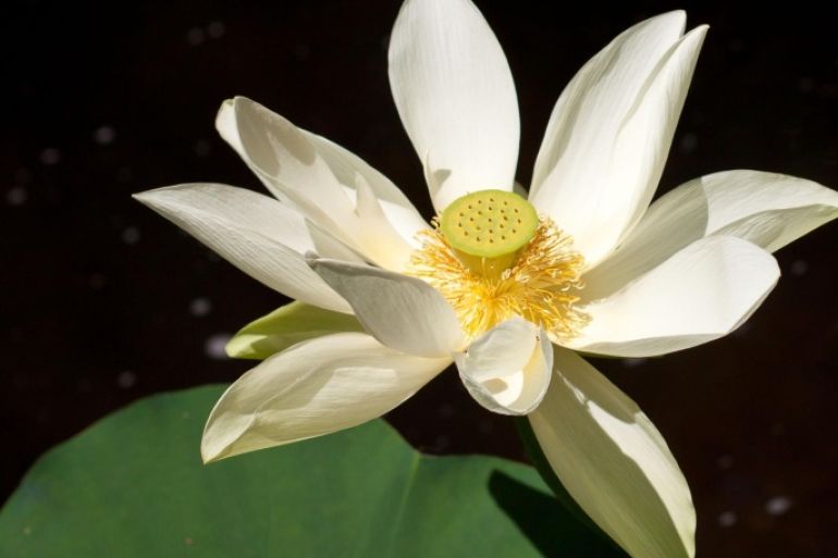 Close up of white flower with yellow center and stamens blooming over water with lily pad