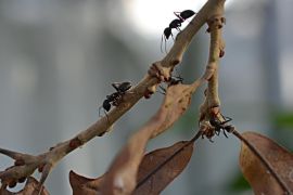 Ants crawling on dry branch with dead leaves