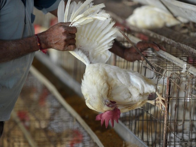 An Indian worker removes a dead chicken prior to a culling operation at Venkateshwara Hatcheries in Thoroor village, of Hayatnagar mandal in Ranga Reddy District, some 55 kilometers from Hyderabad on April 14, 2015. Five chicks were found to be infected with H5N1 avian influenza on regular testing of samples belonging to the farm of a poultry farmer Srinivas Reddy. The authorities ordered the culling of 150,000 birds in a kilometre radius on poultry farms, although no cases of human infections were identified so far, according to Ranga Reddy district officials. AFP PHOTO / Noah SEELAM