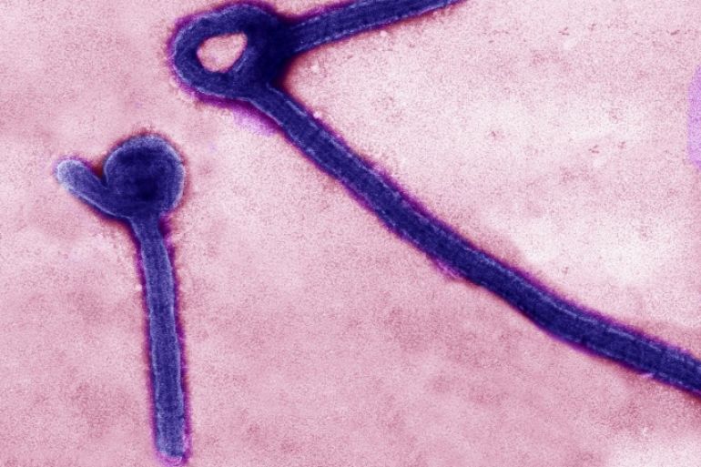 A transmission electron micrograph shows Ebola virus particles in this undated handout file photo released by the U.S. Army Medical Research Institute of Infectious Diseases (USAMRIID) in Fredrick, Maryland. Tests on the Ebola virus that claimed Liberia's first victim since it was declared Ebola-free in May showed it was closely related to an earlier Liberian strain, the World Health Organization and a health official said July 10, 2015. The findings suggest the disease was never entirely eliminated from the West African nation. REUTERS/USAMRIID/Handout via Reuters/Files ATTENTION EDITORS - THIS IMAGE HAS BEEN SUPPLIED BY A THIRD PARTY. IT IS DISTRIBUTED, EXACTLY AS RECEIVED BY REUTERS, AS A SERVICE TO CLIENTS. FOR EDITORIAL USE ONLY. NOT FOR SALE FOR MARKETING OR ADVERTISING CAMPAIGNS