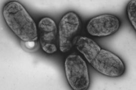كيف تحولت بكتيريا الطاعون إلى وباء فتاك؟ - بكتشر ايليانس
