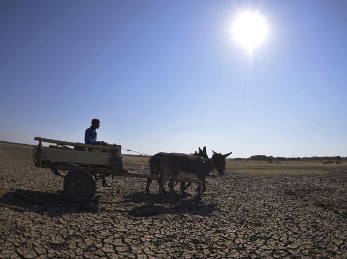 A man crosses the dried Bokaa Dam with a donkey cart on the outskirts of Gaborone on August 14, 2015 in Botswana. The dam with a capacity of 18.5 million cubic meters is not supplying any drinkable water due to the drought. Botswana has allocated emergency funds in response to the worst drought conditions in 30 years with agricultural land badly hit by the lack of irrigation. AFP PHOTO / MONIRUL BHUIYAN