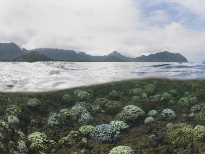 ‪ظاهرة النينو تؤدي إلى حدوث موجات ابيضاض مهلكة للشعاب المرجانية‬ (رويترز) 
