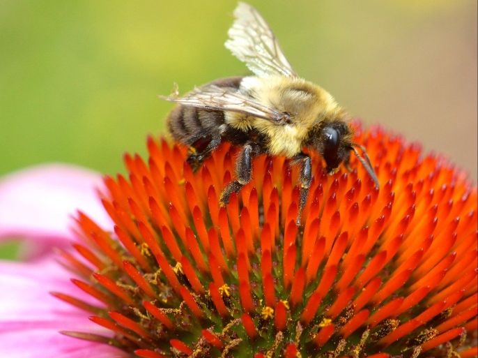 Close up of tan and gray furry bee extracting nectar from orange center of pink flower blooming against green background