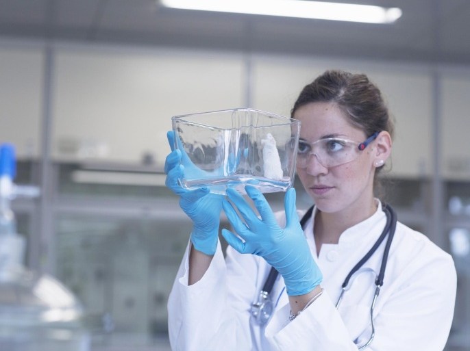 Female scientist monitoring mouse in glass box in laboratory