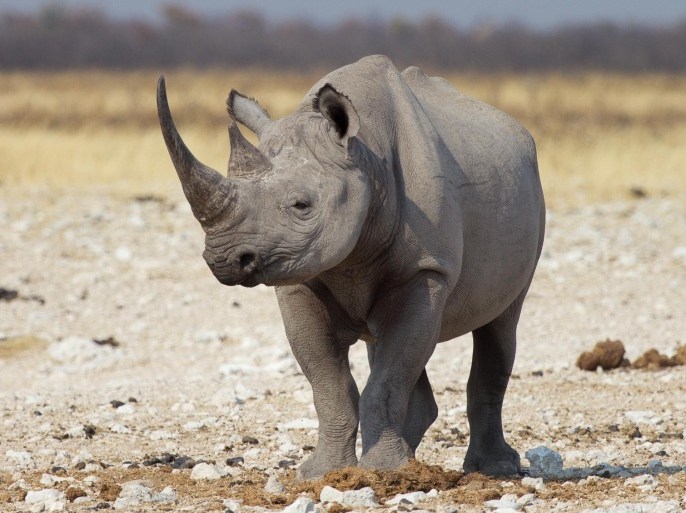 Majestic rhinoceros with spiky horns on head walking along rocky arid plains with trees and hazy sky of blue in background