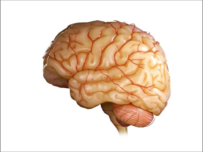 Close up view of the human brain and blood supply.