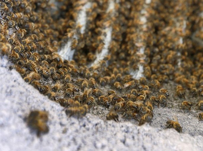 Bees line a chimney, Friday, June 12, 2015 in Phoenix. A particular strain of bee has been menacing people and animals in Arizona in recent weeks, with some being hurt badly enough to require a hospital stay. (AP Photo/Matt York)