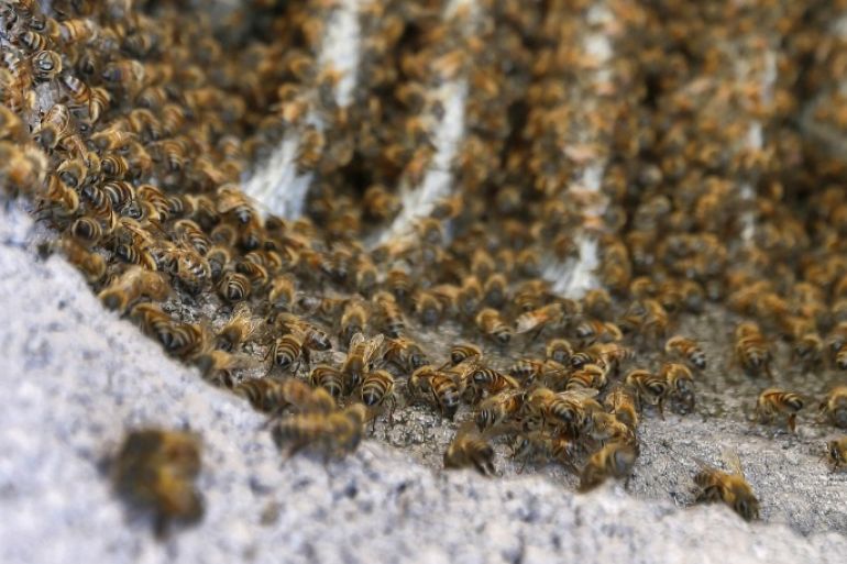 Bees line a chimney, Friday, June 12, 2015 in Phoenix. A particular strain of bee has been menacing people and animals in Arizona in recent weeks, with some being hurt badly enough to require a hospital stay. (AP Photo/Matt York)