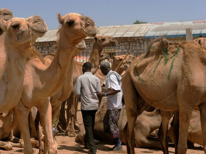 This photo taken on September 11, 2013, shows traders walking past a herd of camels, at the biggest livestock market in Somaliland, known as Hargeisa. Livestock farming is the backbone of the Somaliland economy. Every year, an estimated 4.2 million sheep, goats, cattle and camel are sold to neighboring Arab States via the port of Berbera.