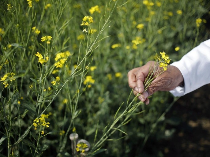 An Indian scientist holds a genetically modified (GM) rapeseed crop under trial in New Delhi February 13, 2015. Picture taken February 13, 2015. To match Insight INDIA-GMO/. REUTERS/Anindito Mukherjee (INDIA - Tags: FOOD AGRICULTURE BUSINESS)