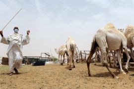 A Saudi wears a mouth and nose mask as he leads camels at his farm on May 12, 2014 outside Riyadh. Saudi Arabia has urged its citizens and foreign workers to wear masks and gloves when dealing with camels to avoid spreading the Middle East Respiratory Syndrome (MERS) coronavirus as health experts said the animal was the likely source of the disease. AFP PHOTO/FAYEZ NURELDINE
