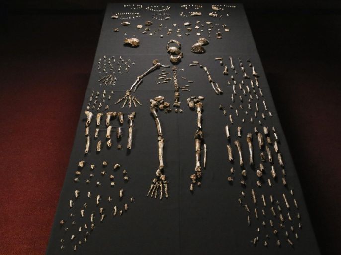 A handout image dated 13 September 2014 shows a Homo naledi skeleton in the Wits bone vault at the Evolutionary Studies Institute at the University of the Witwatersrand, Johannesburg, South Africa. The fossils are among nearly 1,700 bones and teeth retrieved from a nearly inaccessible cave near Johannesburg. The fossil trove was created, scientists believe, by Homo naledi repeatedly secreting the bodies of their dead companions in the cave. EPA/JOHN HAWKS / UNIVERSITY OF WISCONSIN-MADISON / HANDOUT