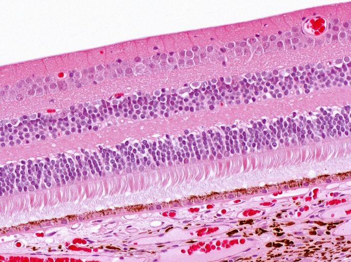 Photomicrograph of a tissue section of human retina stained with Hematoxylin & Eosin
