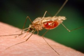 In this 2005 photo made available by the University of Notre Dame via the CDC, an Anopheles funestus mosquito takes a blood meal from a human host. The quest for the world's first malaria vaccine appears to have taken a big step. The first results from a late-stage test in seven African countries were released Tuesday, Oct. 18, 2011. They show the experimental shots cut the number of cases of malaria in half in young children. In Africa, the major vectors for malaria are the Anopheles funestus and Anopheles gambiae.