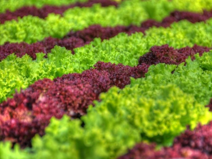 Close up of rows of colorful leaf lettuce in garden