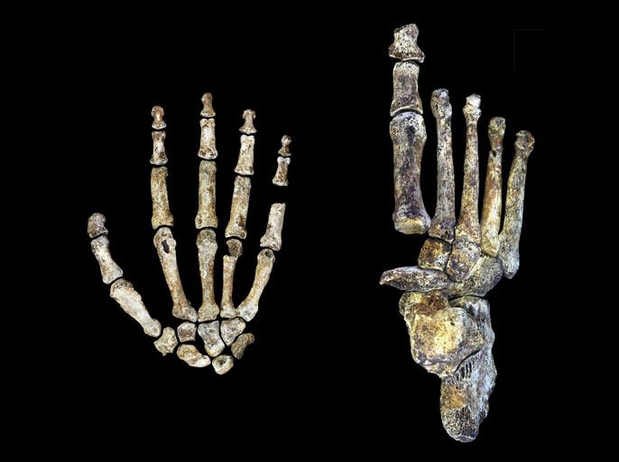 Fossils of the hand and foot of the ancient human ancestor called Homo naledi, discovered in a cave in South Africa, are shown in this handout photo provided by Wits University in Johannesburg, South Africa, October 6, 2015. Homo naledi, the ancient human ancestor whose fossils have been retrieved from a South African cave, may have been handy with tools and walked much like a person, according to scientists who examined its well-preserved foot and hand bones. Its foot and hand anatomy shared many characteristics with our species but possessed some primitive traits useful for tree climbing, the researchers said on Tuesday. REUTERS/Peter Schmid and William Harcourt-Smith/Wits University/Handout via ReutersATTENTION EDITORS - THIS PICTURE WAS PROVIDED BY A THIRD PARTY. REUTERS IS UNABLE TO INDEPENDENTLY VERIFY THE AUTHENTICITY, CONTENT, LOCATION OR DATE OF THIS IMAGE. FOR EDITORIAL USE ONLY. NOT FOR SALE FOR MARKETING OR ADVERTISING CAMPAIGNS. NO SALES. THIS PICTURE IS DISTRIBUTED EXACTLY AS RECEIVED BY REUTERS, AS A SERVICE TO CLIENTS. TPX IMAGES OF THE DAY