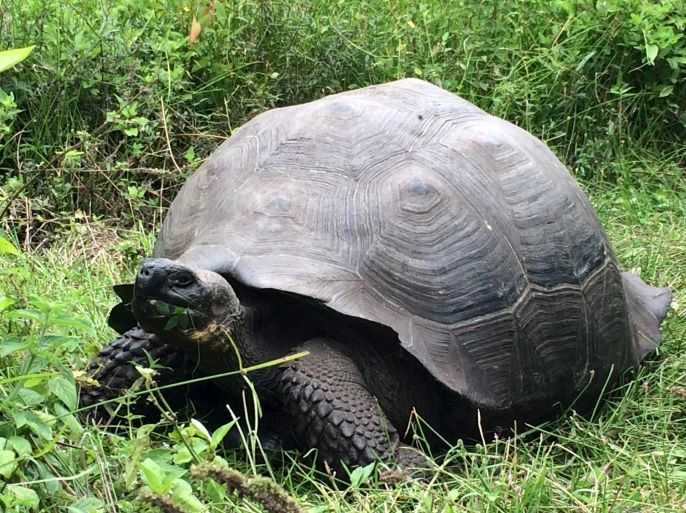 An Eastern Santa Cruz tortoise, Chelonoidis donfaustoi, is pictured on Santa Cruz Island in the Galapagos Islands in this undated handout photo obtained by Reuters October 21, 2015. Scientists have identified a new species of giant tortoise on the Galapagos Islands, using genetic data to determine that a group of 250 of the slow-moving grazing reptiles was distinct from other tortoise species residing in the Pacific archipelago. REUTERS/Adalgisa Caccone/Handout via ReutersATTENTION EDITORS - THIS PICTURE WAS PROVIDED BY A THIRD PARTY. REUTERS IS UNABLE TO INDEPENDENTLY VERIFY THE AUTHENTICITY, CONTENT, LOCATION OR DATE OF THIS IMAGE. THIS PICTURE IS DISTRIBUTED EXACTLY AS RECEIVED BY REUTERS, AS A SERVICE TO CLIENTS. EDITORIAL USE ONLY. NO RESALES. NO ARCHIVE.