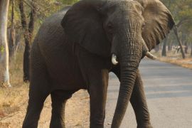 In this photo taken on Thursday, Oct. 1, 2015, an elephant crosses the road in Hwange National Park, about 700 kilometres south west of Harare. Fourteen elephants were poisoned by cyanide in Zimbabwe in three separate incidents, two years after poachers killed more than 200 elephants by poisoning, Zimbabwe’s National Parks and Wildlife Management Authority said Tuesday, Oct. 6, 2015. (AP Photo/Tsvangirayi Mukwazhi)