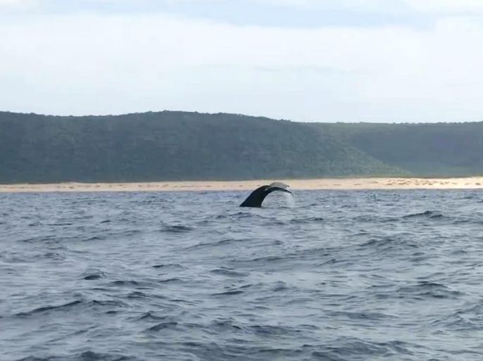 In this Sept. 29, 2015 image taken from video and released by the National Oceanic and Atmospheric Administration, a humpback whale is spotted near Kauai, Hawaii. The encounter was the first sighting of humpback in Hawaii this season. Humpbacks migrate from the waters off Alaska where they feed in the summer to the waters around Hawaii where they breed in the winter. (Steve Matadobra/NOAA via AP)