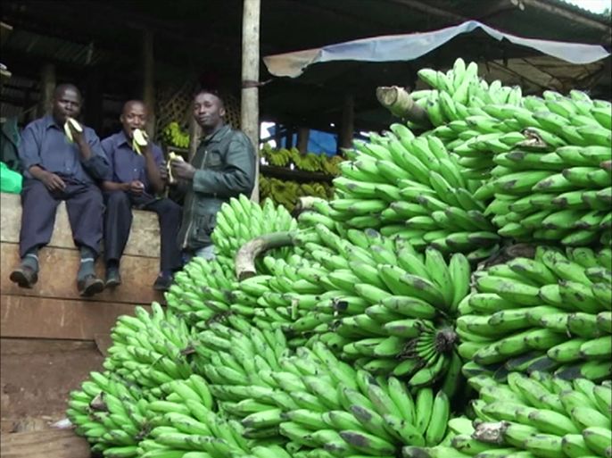 بكتيريا تصيب الموز الأخضر في أوغندا