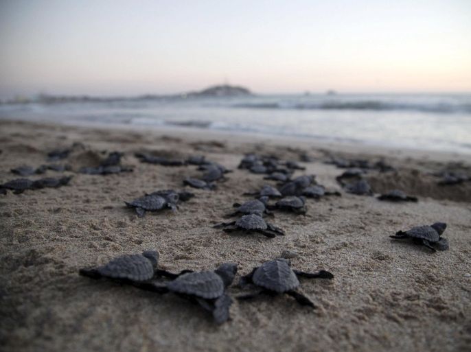 Olive Ridley turtle hatchlings (Lepidochelys olivacea) crawl to the ocean after being released in Mazatlan, Mexico, November 7, 2015. The Mazatlan Aquarium on Saturday released 300 hatchlings into the Pacific as part of a program to protect and recover the endangered specie. Millions of baby turtles hatch on the shores in November and December, according to environmental groups. REUTERS/Stringer