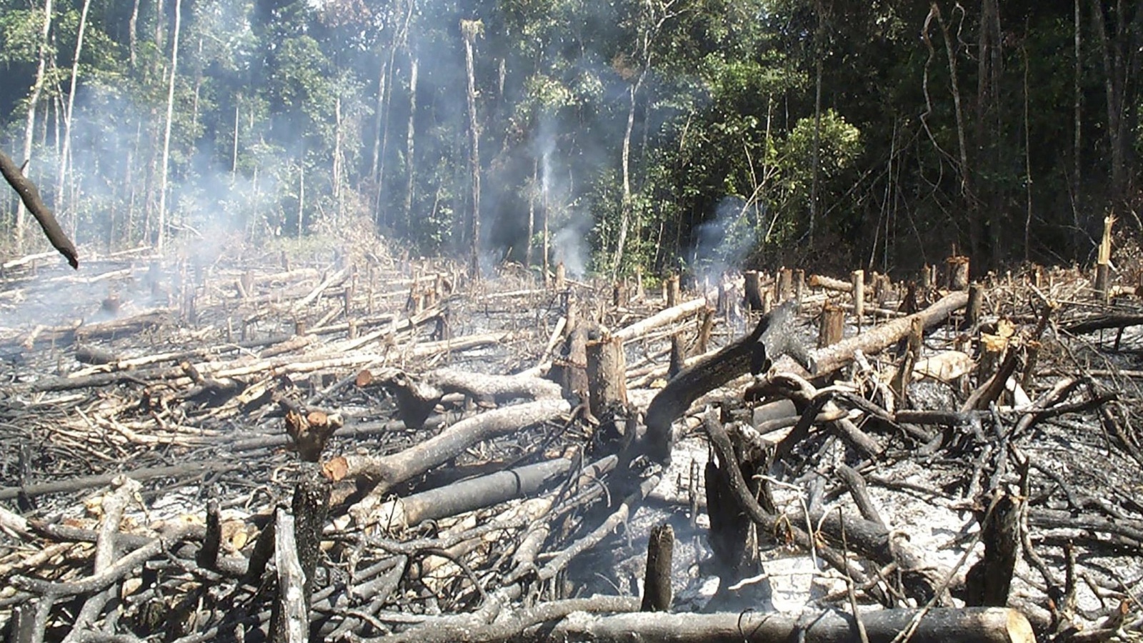 ‪حرق الأشجار لتهيئة الأرض للزراعة من الأسباب الرئيسية لتقلص مساحات غابات الأمازون‬ (رويترز)
