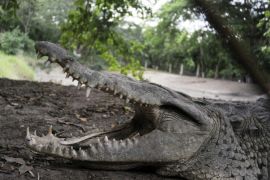 A crocodile opens its mouth as it lies on a mud bank at a farm owned by the Rosenthal family in San Manuel Cortes, northern Honduras, Wednesday, Nov. 4, 2015. Thousands of crocodiles on the private farm have been poorly fed because of a lack of resources, according to authorities and employees at the property, after the bank accounts of the owners were seized during a probe into accusations they were operating a money laundering network linked to drug trafficking. Farm employees said the animals went without food for more than a month, but were finally fed over the weekend thanks to donations. (AP Photo/Fernando Antonio)