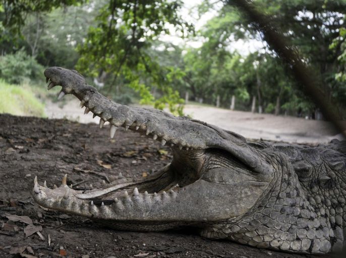 A crocodile opens its mouth as it lies on a mud bank at a farm owned by the Rosenthal family in San Manuel Cortes, northern Honduras, Wednesday, Nov. 4, 2015. Thousands of crocodiles on the private farm have been poorly fed because of a lack of resources, according to authorities and employees at the property, after the bank accounts of the owners were seized during a probe into accusations they were operating a money laundering network linked to drug trafficking. Farm employees said the animals went without food for more than a month, but were finally fed over the weekend thanks to donations. (AP Photo/Fernando Antonio)