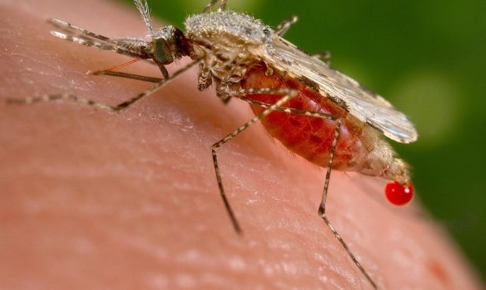 An Anopheles stephensi mosquito obtains a blood meal from a human host through its pointed proboscis in this undated handout photo obtained by Reuters November 23, 2015. A known malarial vector, the species can found from Egypt all the way to China. Scientists have produced a strain of mosquitoes carrying genes that block the transmission of malaria, with the idea that they could breed with other members of their species in the wild and produce offspring that cannot spread the disease. REUTERS/Jim Gathany/CDC/Handout via Reuters THIS IMAGE HAS BEEN SUPPLIED BY A THIRD PARTY. IT IS DISTRIBUTED, EXACTLY AS RECEIVED BY REUTERS, AS A SERVICE TO CLIENTS. FOR EDITORIAL USE ONLY. NOT FOR SALE FOR MARKETING OR ADVERTISING CAMPAIGNS